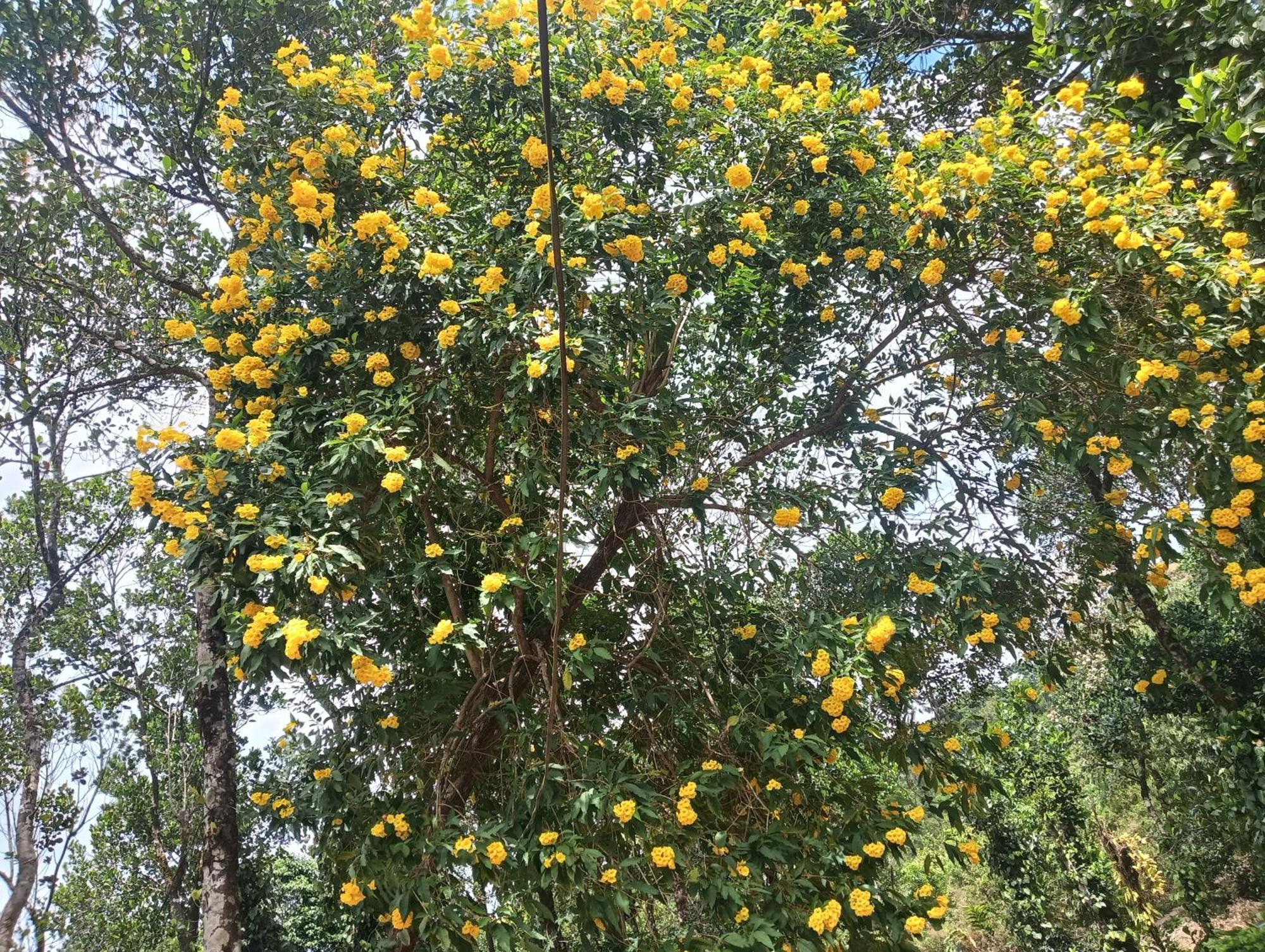 Tharayil Farm Stay Vagamon Szoba fotó